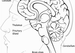 Human Anatomy Coloring Pages for Kids Image Result for Free Human Anatomy Coloring Pages Pdf