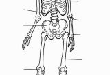 Human Anatomy Coloring Pages for Kids Kids N Fun