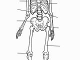 Human Anatomy Coloring Pages for Kids Kids N Fun