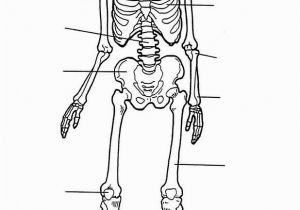 Human Anatomy Coloring Pages for Kids Kids N Fun