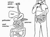 Human Anatomy Coloring Pages for Kids Kindergarten Body System Outline Coloring Pages Coloring