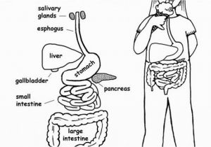 Human Anatomy Coloring Pages for Kids Kindergarten Body System Outline Coloring Pages Coloring