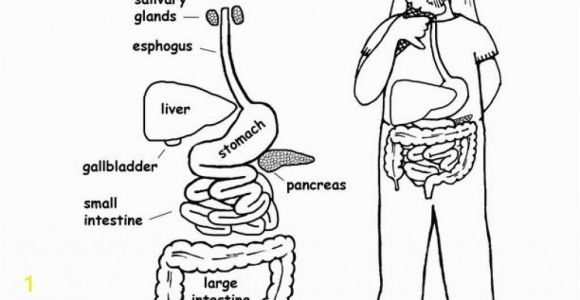 Human Anatomy Coloring Pages for Kids Kindergarten Body System Outline Coloring Pages Coloring