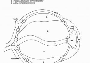 Human Anatomy Coloring Pages Free Best Best Anatomy Coloring Book Awesome Ocular Anatomy Coloring