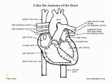 Human Heart Coloring Pages Printable Free Printable Human Anatomy Coloring Pages Inspirational Human