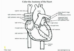 Human Heart Coloring Pages Printable Free Printable Human Anatomy Coloring Pages Inspirational Human