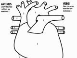 Human Heart Coloring Pages Printable Human Heart Coloring Page Awesome Tells Kids What Part to Color