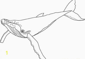 Humpback Whale Coloring Page 89 Best School Art Images