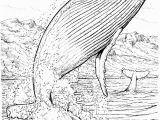 Humpback Whale Coloring Page Apologia Swimming Creatures Lesson 2 Whale Coloring Page