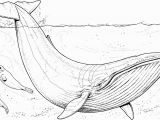 Humpback Whale Coloring Page Blue Whale Baby and Seals Super Coloring