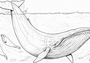 Humpback Whale Coloring Page Blue Whale Baby and Seals Super Coloring