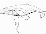 Humpback Whale Coloring Page Blue Whale Coloring Page Pages Printable Fishing Boat Free