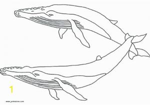 Humpback Whale Coloring Page Blue Whale Coloring Page Pages Printable Whales