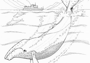 Humpback Whale Coloring Page Humpback Whale Coloring Pages