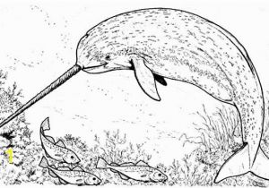 Humpback Whale Coloring Page Picture Of Narwhal Coloring Page