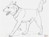 Husky Dog Coloring Pages Printable Ausmalbild Hund Boxer Verschiedene Bilder Färben Siberian Husky Dog