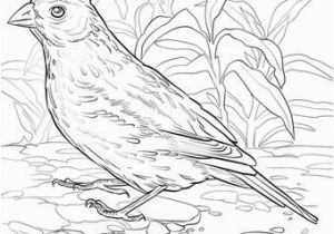 Idaho State Bird Coloring Page Idaho State Bird Coloring Page Alabama State Bird Coloring Page