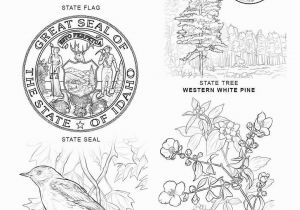 Idaho State Bird Coloring Page State Coloring Pages 8