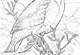 Iowa State Bird Coloring Page Iowa State Bird Coloring Page 28 Collection Nebraska State