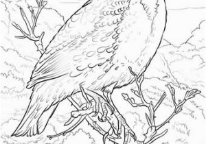 Iowa State Bird Coloring Page Iowa State Bird Coloring Page 28 Collection Nebraska State