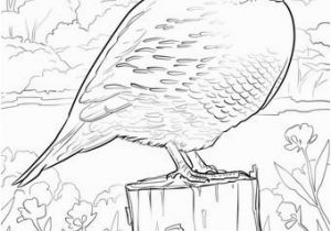 Iowa State Bird Coloring Page Iowa State Bird Coloring Page State Birds Gallery Kids Coloring