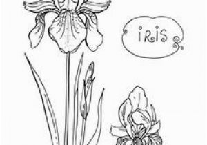 Iris Flower Coloring Page 58 Best Draw Flowers Images On Pinterest