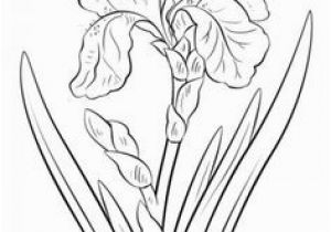 Iris Flower Coloring Page 8 Best Tattoos Images On Pinterest