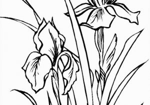 Iris Flower Coloring Page Color Drawing at Getdrawings