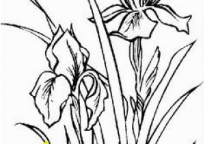 Iris Flower Coloring Page Iris A Pinterest Collection by Ros Fraser