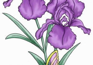 Iris Flower Coloring Page the Iris Flower is Of Interest as An Example Of the Relation Between