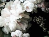 Ivory Rose Wall Mural Dark Floral Wallpaper In 2019