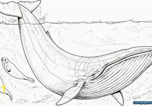 Jonah and the Whale Coloring Pages Excellent Picture Of Jonah and the Whale Coloring Pages