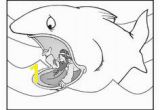 Jonah Inside the Whale Coloring Page 278 Best Jonah Images