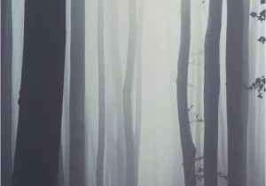 Kids forest Wall Mural Misty forest Wallpaper