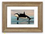 Killer Whale Wall Murals Pin On Products