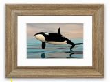 Killer Whale Wall Murals Pin On Products