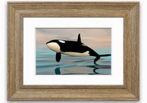 Killer Whale Wall Murals Pin On Products