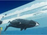 Killer Whale Wall Murals Whale Wall Downtown Anchorage Picture Of Whaling Wall