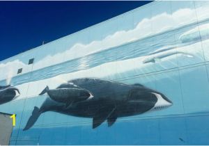 Killer Whale Wall Murals Whale Wall Downtown Anchorage Picture Of Whaling Wall