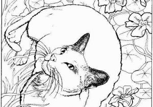 Kitty Cat Coloring Pages Printable Pretty Kitty Coloring Page