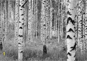 Komar Birch forest Wall Mural Komar Fotobehang Woods Fotobehang Beschilderde Muur En