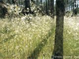 Komar Birch forest Wall Mural Sparkling Light 8 500 Mural by Komar