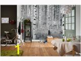 Komar Birch Wall Mural 34 Best Wall Murals Images