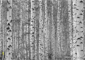 Komar Birch Wall Mural Birch Tree forest Black and White Wall Mural