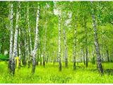 Komar Birch Wall Mural Suchergebnis Auf Amazon Für Fototapete Birkenwald 4