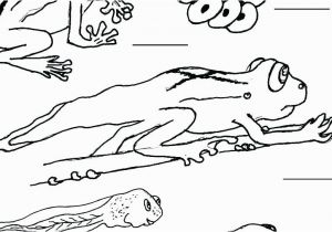 Kubo Coloring Pages Frog Color Pages