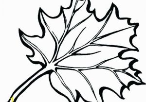 Large Fall Leaves Coloring Pages Autumn Leaf Coloring Pages Fall Leaf Coloring Page Draw Fall Leaves