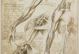 Leonardo Da Vinci Wall Murals A Rare Glimpse Of Leonardo Da Vinci S Anatomical Drawings