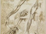 Leonardo Da Vinci Wall Murals A Rare Glimpse Of Leonardo Da Vinci S Anatomical Drawings