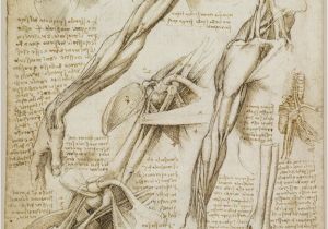 Leonardo Da Vinci Wall Murals A Rare Glimpse Of Leonardo Da Vinci S Anatomical Drawings
